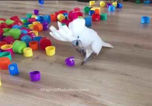 Devious Harley Destroys More Cup Towers