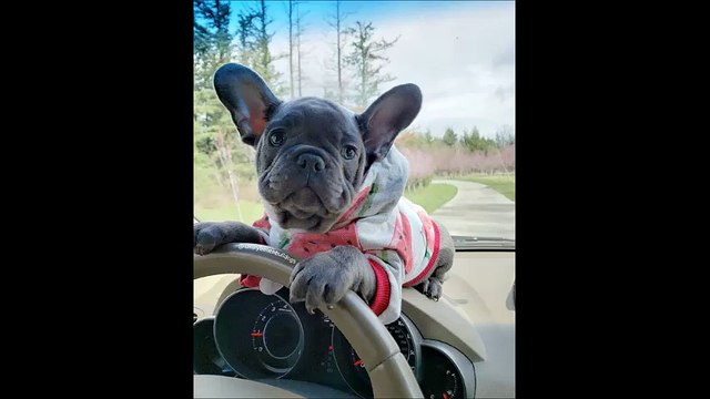 Luxurious French Bulldogs - (360) 218-2561