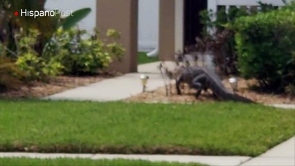 Iban a salir de casa, pero un visitante inesperado les obligó a cambiar de planes