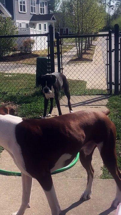 Dog Drinking Fountain