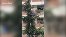 Crafty magpie steals coat hangers from balcony to build metal nest