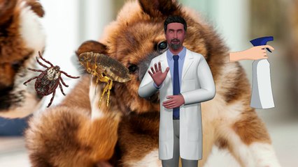 How to Remove Fleas from Your Dog Naturally and in a Short Time