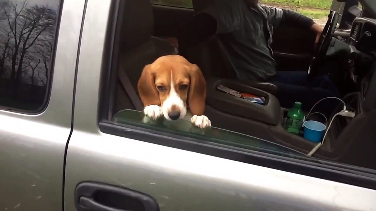 Trop drôle : ce chien ne veut pas qu'on lui ferme la fenêtre