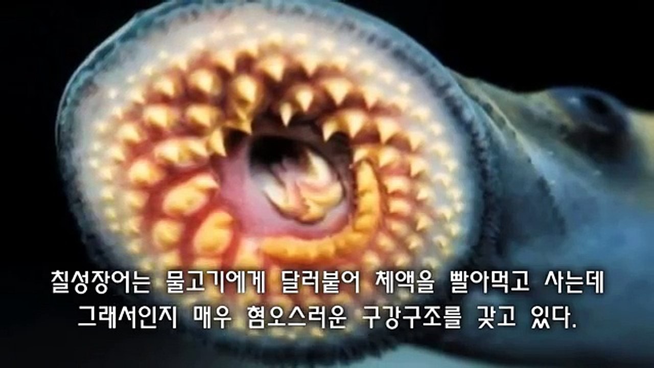 당신이 몰랐던 동물에 대한 충격적이고 무서운 사실 20가지