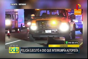 Canadá: polémica por ejecución de oso atropellado que obstruía autopista