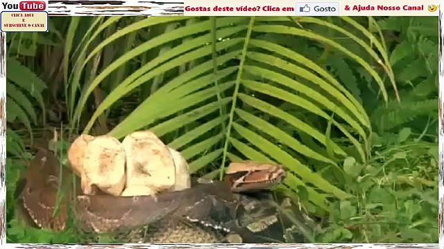 Dragão De Komodo Ou O Devorador De Cobras