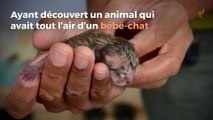 Cette famille croit avoir adopté un chaton abandonné, mais une fois adulte quelle surprise ils vont avoir!