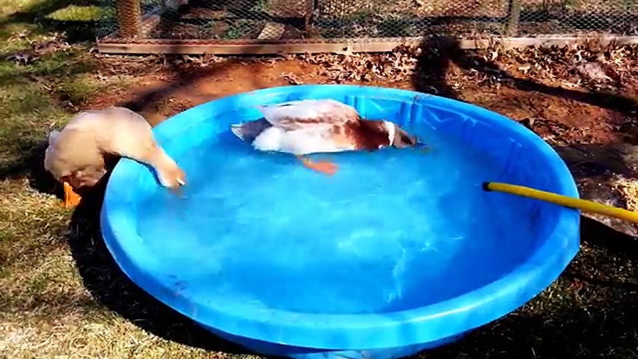 Ducks Morning Bath