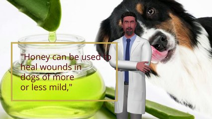 Honey And Aloe Vera To Treat Wounds In Dogs