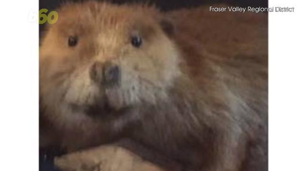Help! Justin 'Beaver' is Missing!
