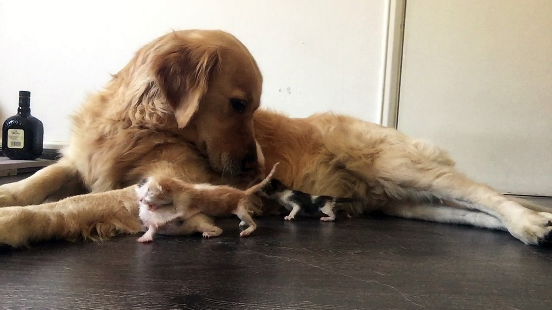 Golden Retriever Cares for Kittens