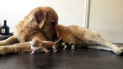 Golden Retriever Cares for Kittens