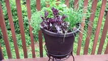 5 minute DIY Self Watering Container Garden - perfect for beginner gardeners and small spaces