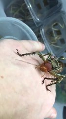 Скачать видео: Un insecte vraiment bizarre et un peu flippant