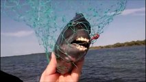 On vous déconseille de mettre les doigts dans la bouche de ce poisson mouton - Sheepshead