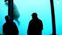 Cet ours polaire d'un zoo va briser la vitre de l'aquarium sous les yeux de touristes terrifiés
