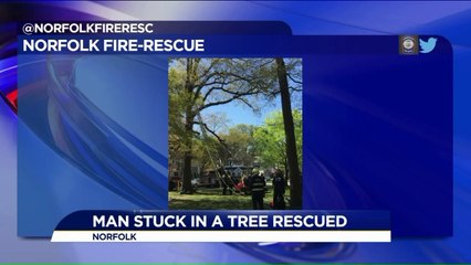 Man Trying to Rescue Cat Gets Stuck in Tree
