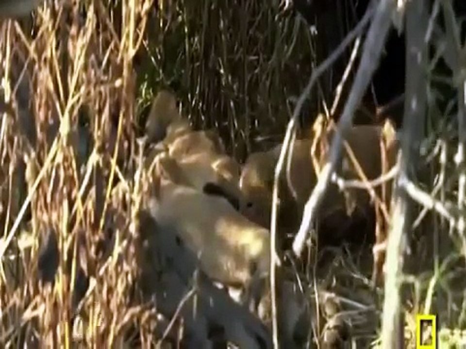 National Geographic - The Power of the Lion (Nature Documentary)