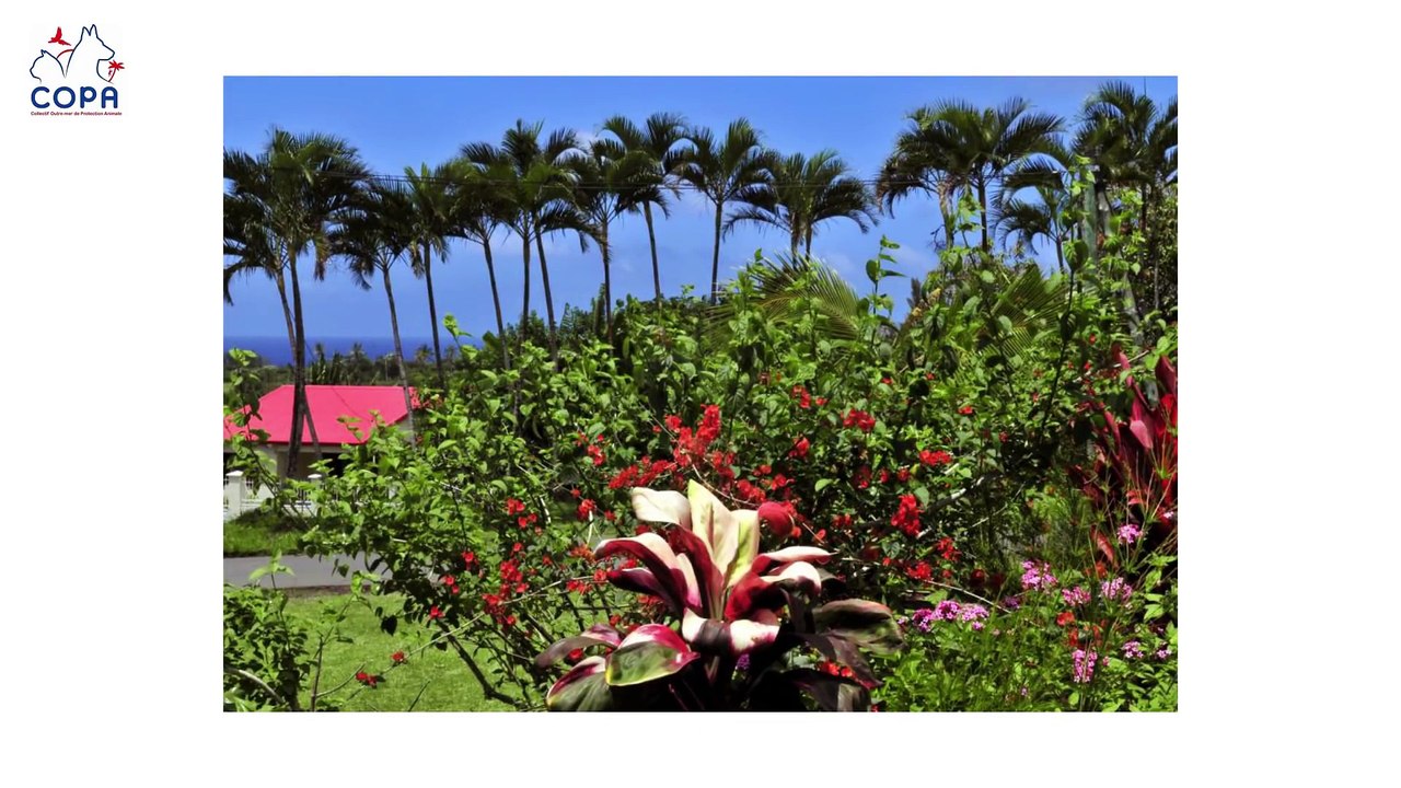 Vidéo de la campagne Respect des lois et stérilisation pour les animaux des DOM TOM