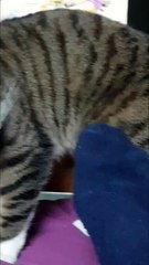 Cat Bites Foot During Play in Belfast 🐾