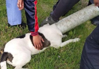 St Louis Firefighters Free Dog from Pipe