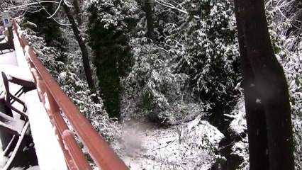 014 Killing frost Feb.2017