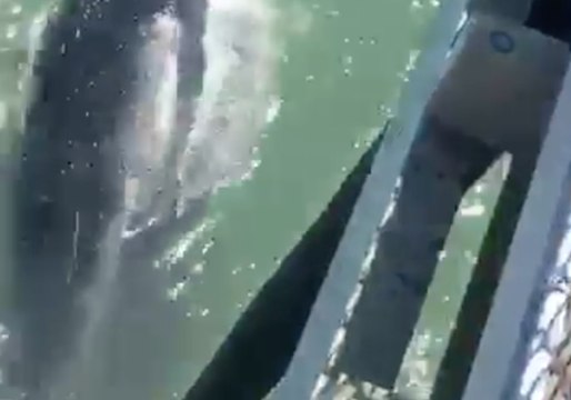 Whale 'Bumps' Into Ocean City Fishing Pier