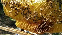 Beekeeping mistakes, ventilate your honey bee hive
