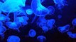animal  blue jellyfish  bluefire jellyfish  fish  jellyfish  ocean  sea  underwater  water