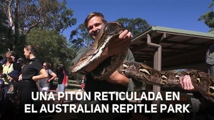 ¿Qué come una serpiente de 60 kilos?