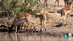 Documental Africa salvaje 2- La charca de los hipoptamos,ANIMALES  SALVAJES,AFRICA,naturaleza,animal