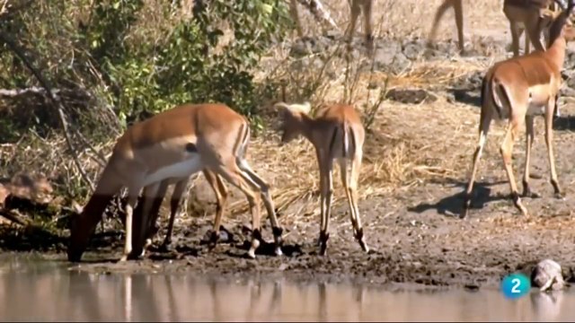 Documental Africa salvaje 2- La charca de los hipoptamos,ANIMALES SALVAJES,AFRICA,naturaleza,animal
