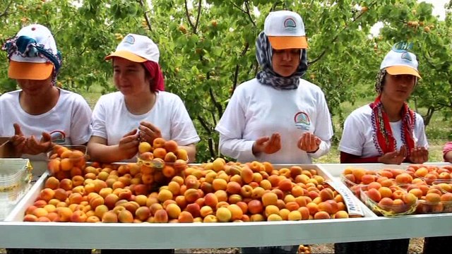 Mersin'in Mut ilçesi 70 bin ton kayısı ihracatı hedefliyor