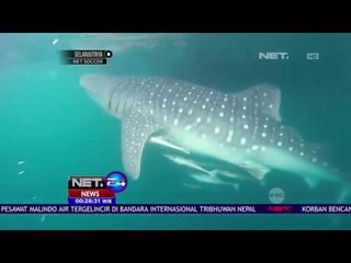 Mengenal dan Berenang Bersama Hiu Tutul - NET 24
