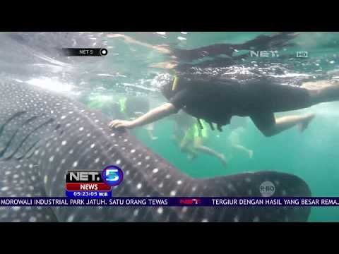 Mengenal Hiu Tutul Lebih Dekat - NET 5