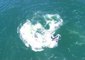 Hunting Orca Pod Separates Larger Grey Whale From Her Calf in Monterey Bay Encounter