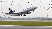 BIRDS VS AIRCRAFT CRASH VIDEO