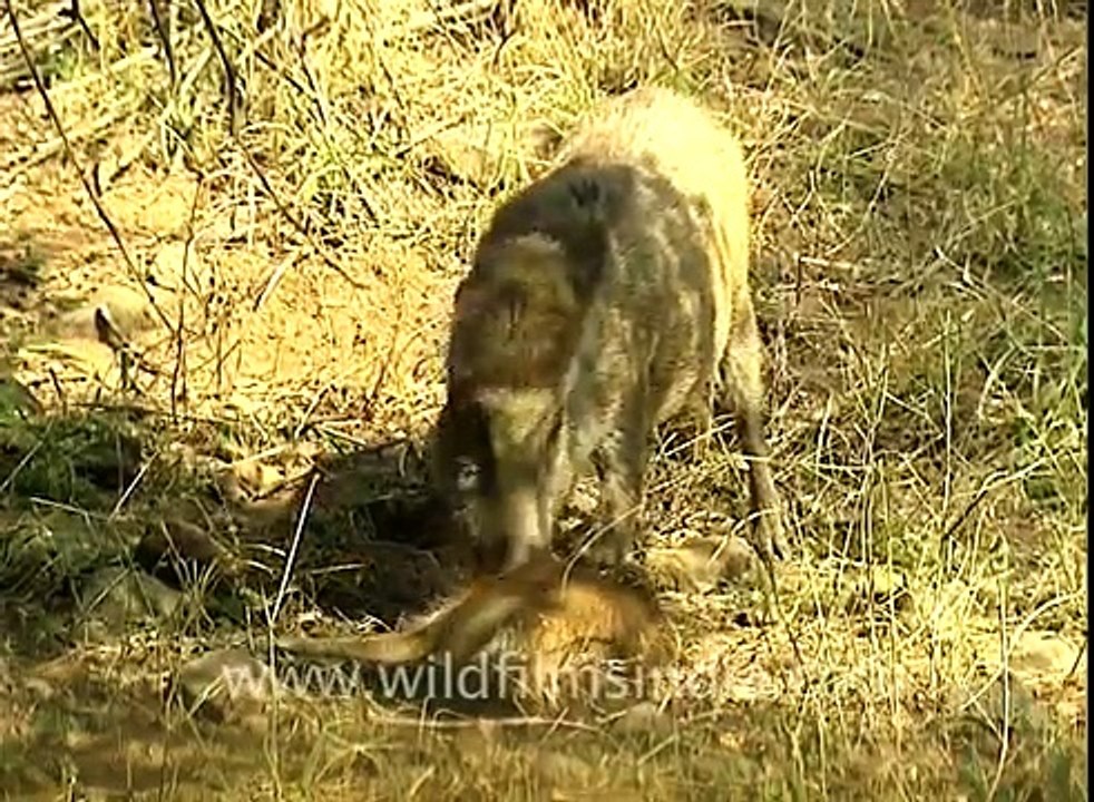 Pig eating pig in the wild!