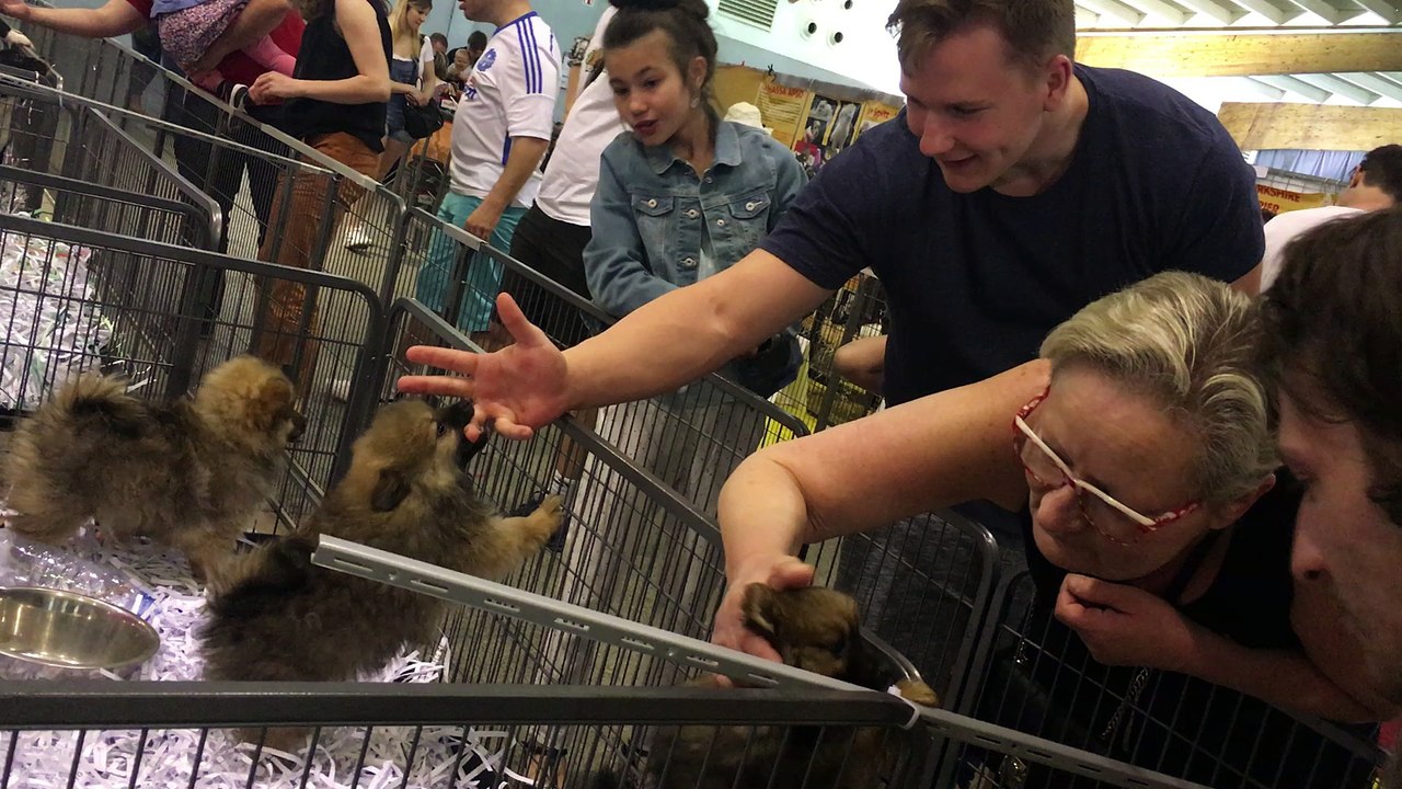 Salon du chiot à Epinal