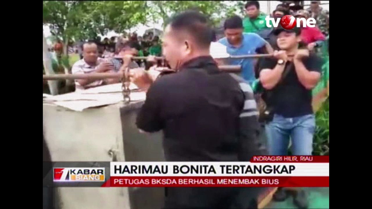Harimau Bonita Tertangkap, Petugas Berhasil Menembakan Bius