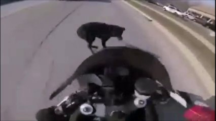 Download Video: Ce motard chute lourdement en essayant d'éviter un chien... Beau geste