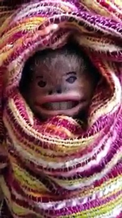 monkey