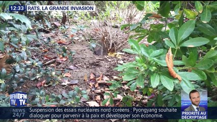 Rats, la grande invasion à Paris