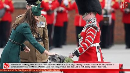 Mascot Domhnall, Irish wolfhound, Works To Death