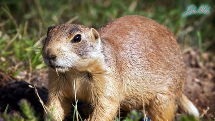 Sóc Bắc Mỹ và cuộc chiến lạ lùng vùng biên giới