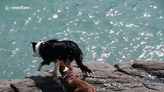 Dog cools off in sea as UK mini heatwave continues