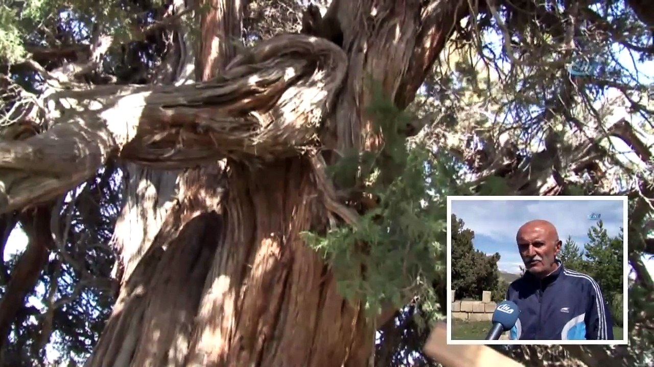 9 Asırlık Ardıç Ağacı Zamana Meydan Okuyor