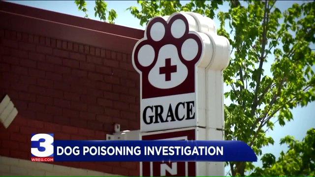Tennessee Man Says Someone Poisoned His Dog