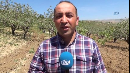 Siirtli Çiftçiler Eski Geleneğe Öndü, Atlarla Tarla Sürmeye Başladı