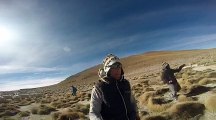 Wild Alpacas in Andes Mountains